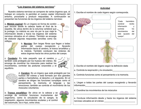 Guía de ciencias 4°año "órganos del sistema nervioso"