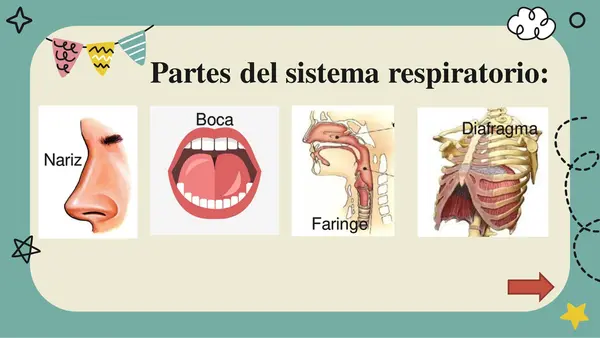 Memorice partes del sistema respiratorio