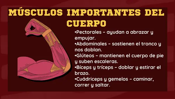 💪 Los músculos y su función – PowerPoint Ciencias Naturales