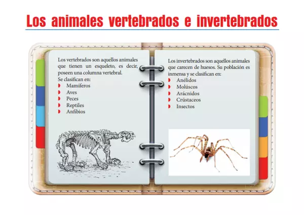 Los Animales Vertebrados e Invertebrados.