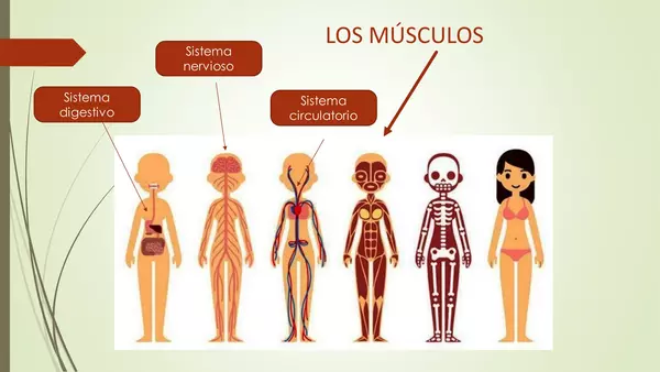 Identificar función del musculo en el cuerpo humano.