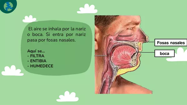 El sistema Respiratorio