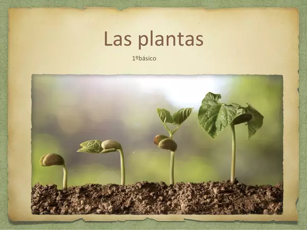 plantas comestibles