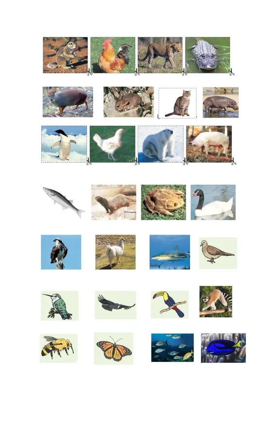 Hábitat de los animales 1° Básico