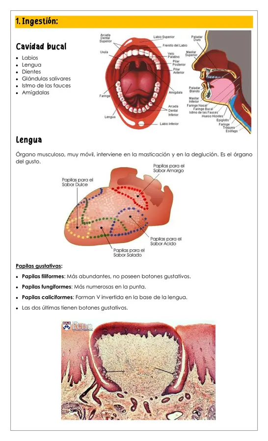 Guía - Sistema digestivo 