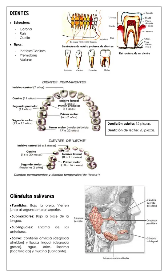 Guía - Sistema digestivo 