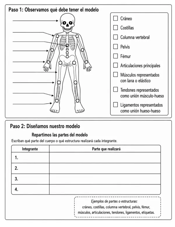 Evaluación Sistema Locomotor 4° Básico OA5 OA6 | Trabajo Práctico y Modelo Articulado