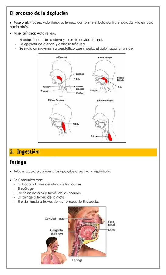 Guía - Sistema digestivo 