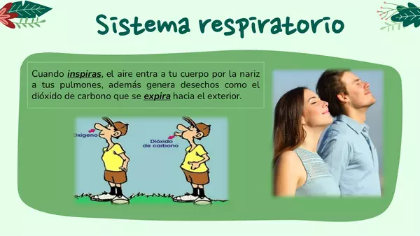 El sistema Respiratorio
