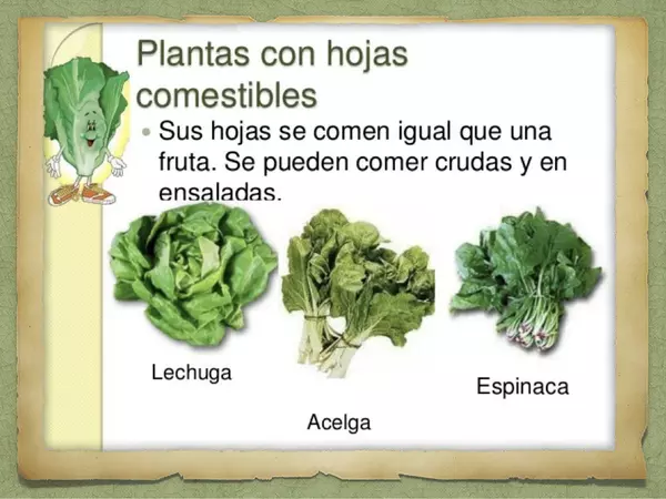 plantas comestibles