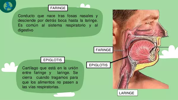 El sistema Respiratorio