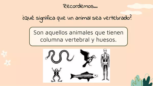 Animales vertebrados: mamíferos