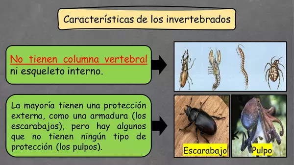 "PPT animales invertebrados"
