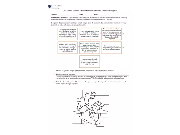 Estructura del corazón y circulación sanguínea