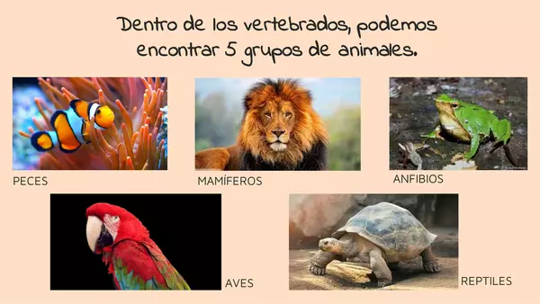 Animales vertebrados: mamíferos