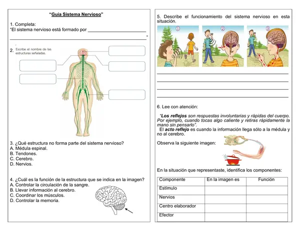 Guía de ciencias 4° año "ejercicios unidad Sistema nervioso"