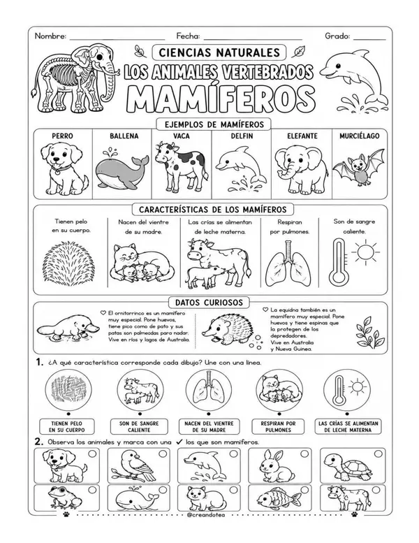 GUIA CIENCIAS NATURALES VERTEBRADOS