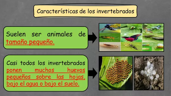 "PPT animales invertebrados"