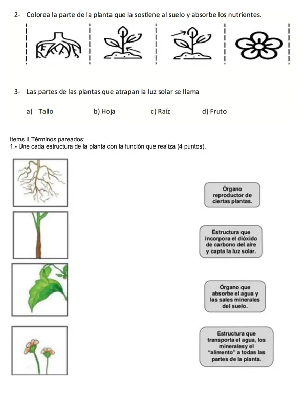 Las plantas