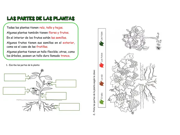 Ficha de Ciencias Naturales "Las plantas"