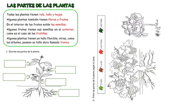 Ficha de Ciencias Naturales "Las plantas"