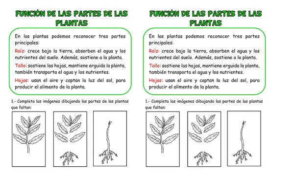 Ficha de Ciencias Naturales "Las plantas"