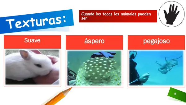 Clasificación de animales