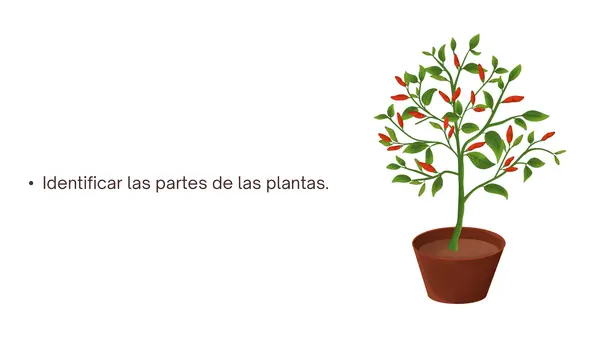 1° básico - Partes de las plantas