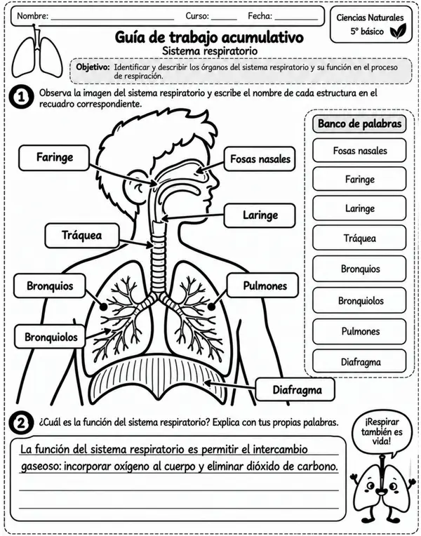 GUÍA SISTEMA RESPIRATORIO