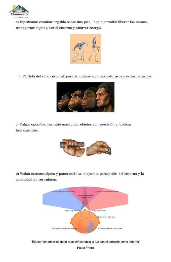 Proceso de Hominización