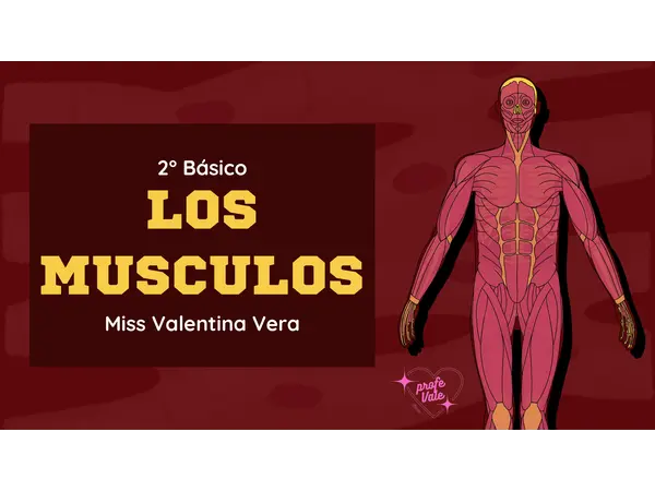 💪 Los músculos y su función – PowerPoint Ciencias Naturales