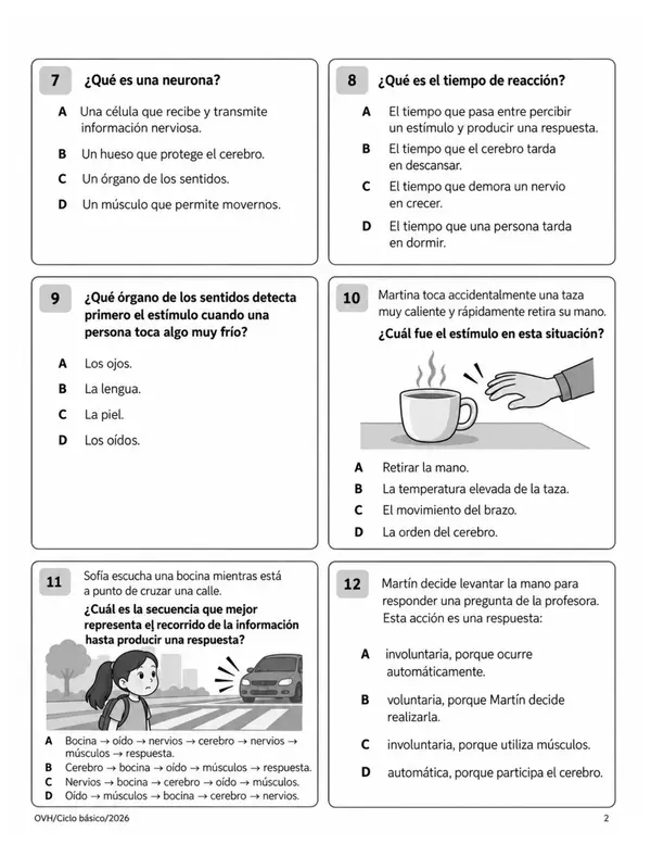 Evaluación Ciencias Naturales 4° Básico | Sistema Nervioso y Efectos del Alcohol