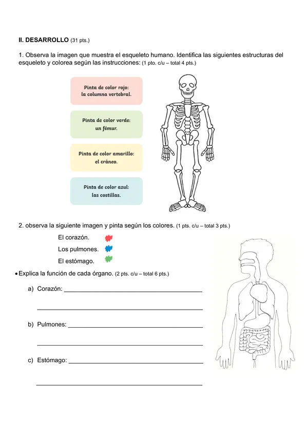 Evaluación ciencias naturales organos de cuerpo y sus funciones