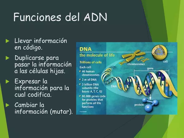 PRESENTACION ESTRUCTURA DEL ADN,SEGUNDO MEDIO, BIOLOGIA, CON ACTIVIDAD
