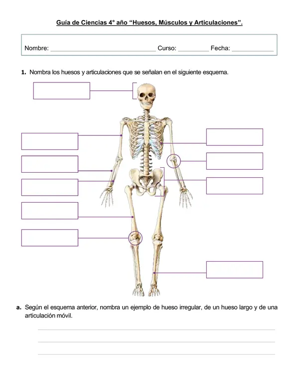 Guía de ciencias 4°año "Huesos, músculos y articulaciones"
