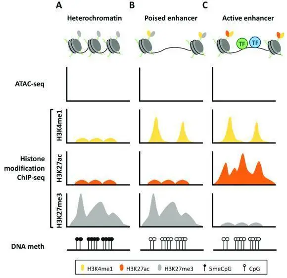 How to Identify Gene Promoters and Enhancers by ChIP-Seq