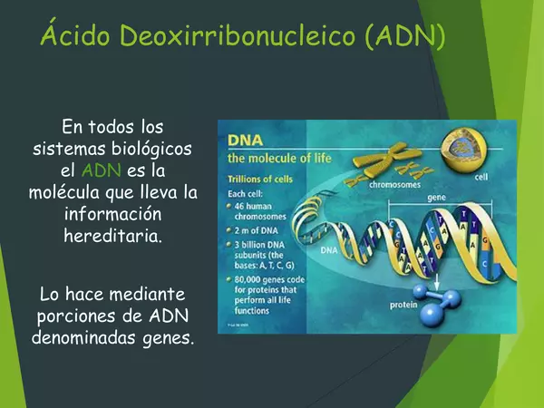PRESENTACION ESTRUCTURA DEL ADN,SEGUNDO MEDIO, BIOLOGIA, CON ACTIVIDAD