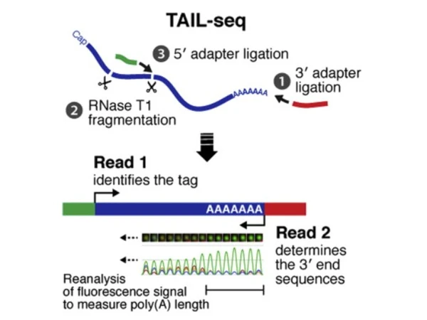 Comprehensive Analysis of Poly(A) Tail Length Sequencing Methods