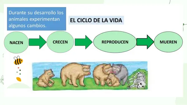 Ciclo de vida animales 