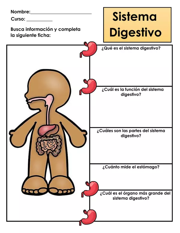 Guía de trabajo - Sistema digestivo