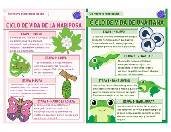 Ficha ciclo de vida de la mariposa y la rana