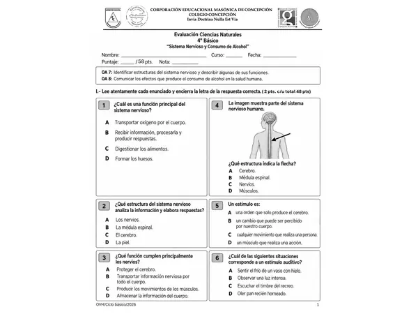 Evaluación Ciencias Naturales 4° Básico | Sistema Nervioso y Efectos del Alcohol