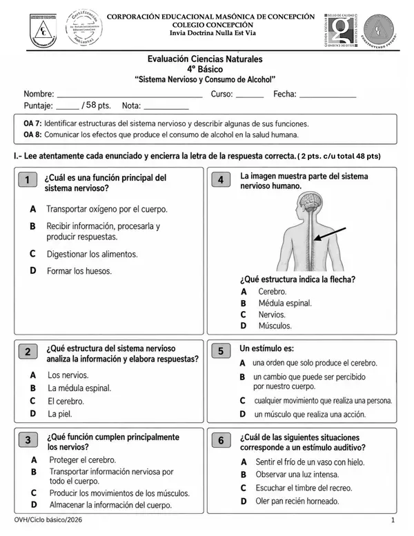 Evaluación Ciencias Naturales 4° Básico | Sistema Nervioso y Efectos del Alcohol