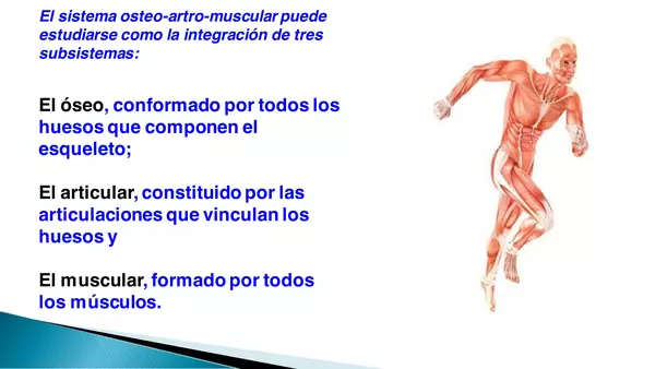 Sistema oseo artromuscular