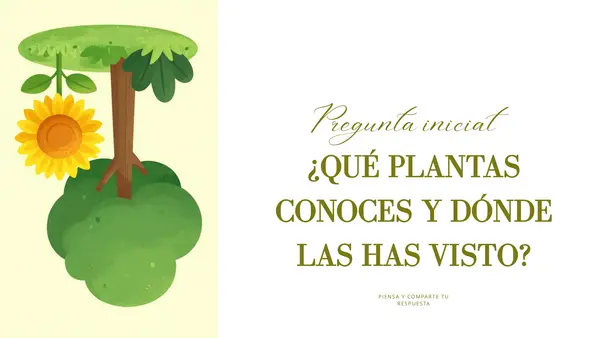 Las plantas: estructura, funciones de sus partes y tipos de plantas