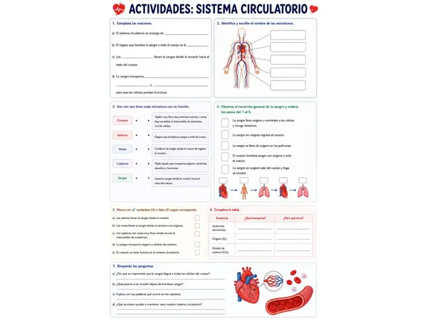 sistema circulatorio