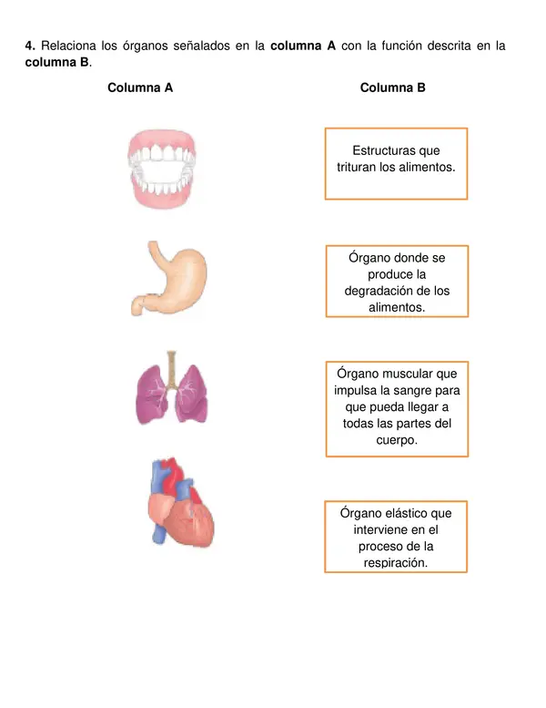 Evaluación " Cuerpo Humano" segundo año básico.