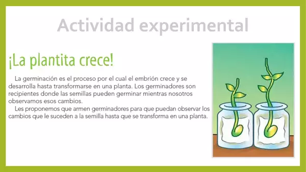 Las plantas