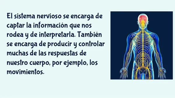 PPT EL SISTEMA NERVIOSO 