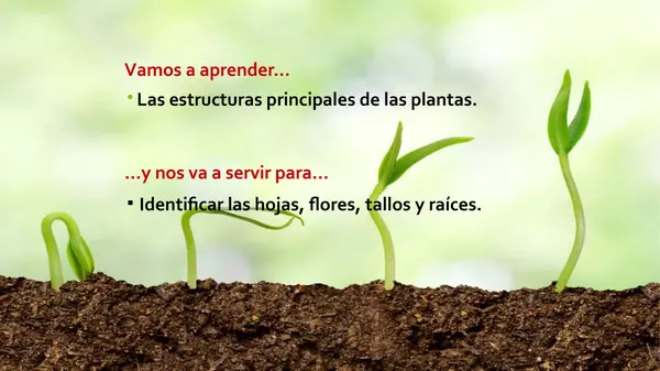 Las plantas